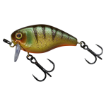 AGGRESSIVE PERCH