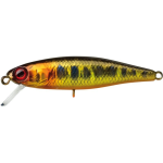 GOLD TROUT
